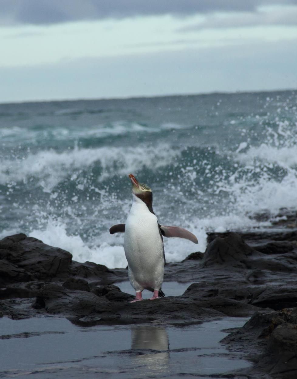 Yellow-eyed penguin population modelling