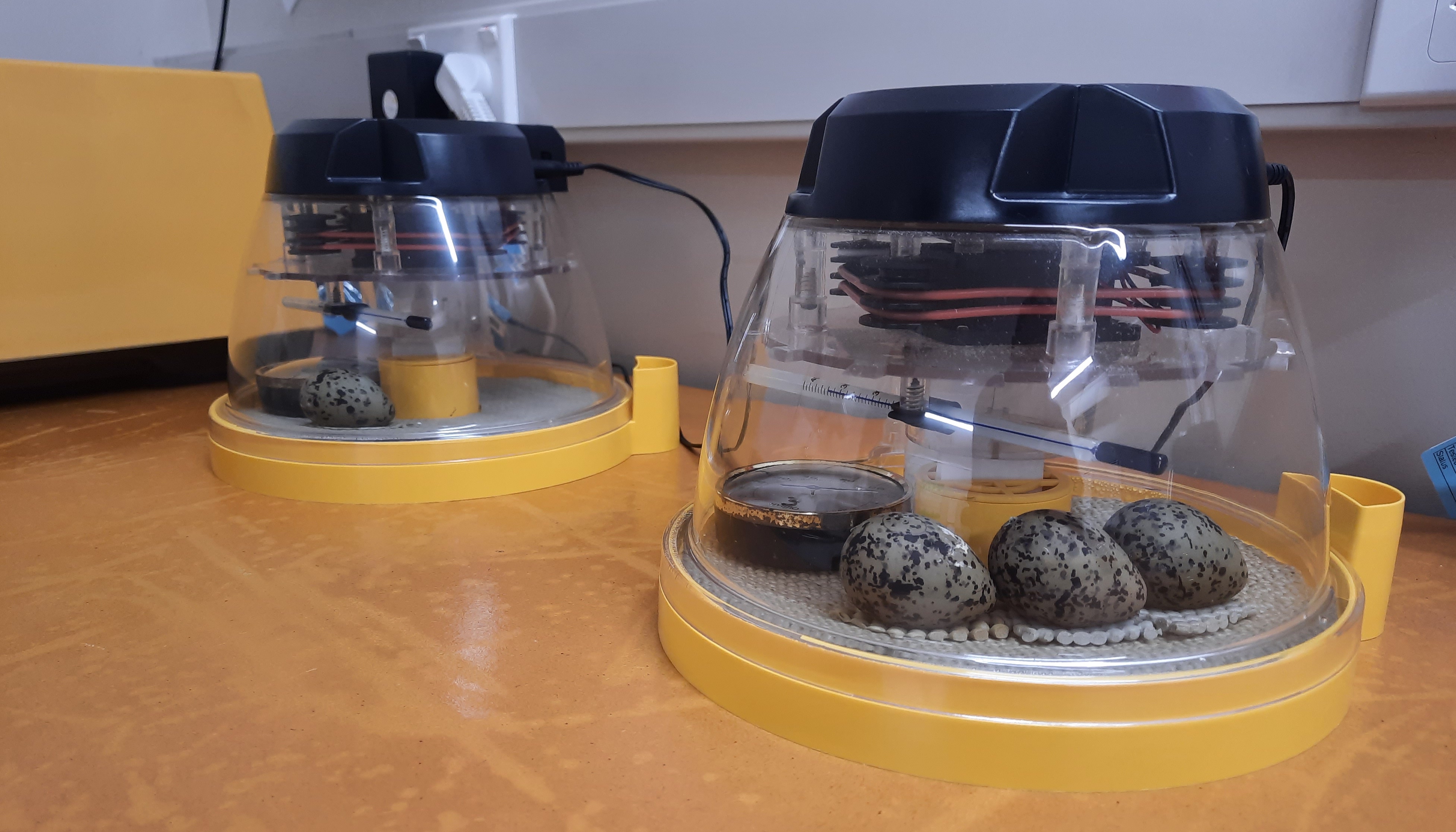 Kakī population modelling support